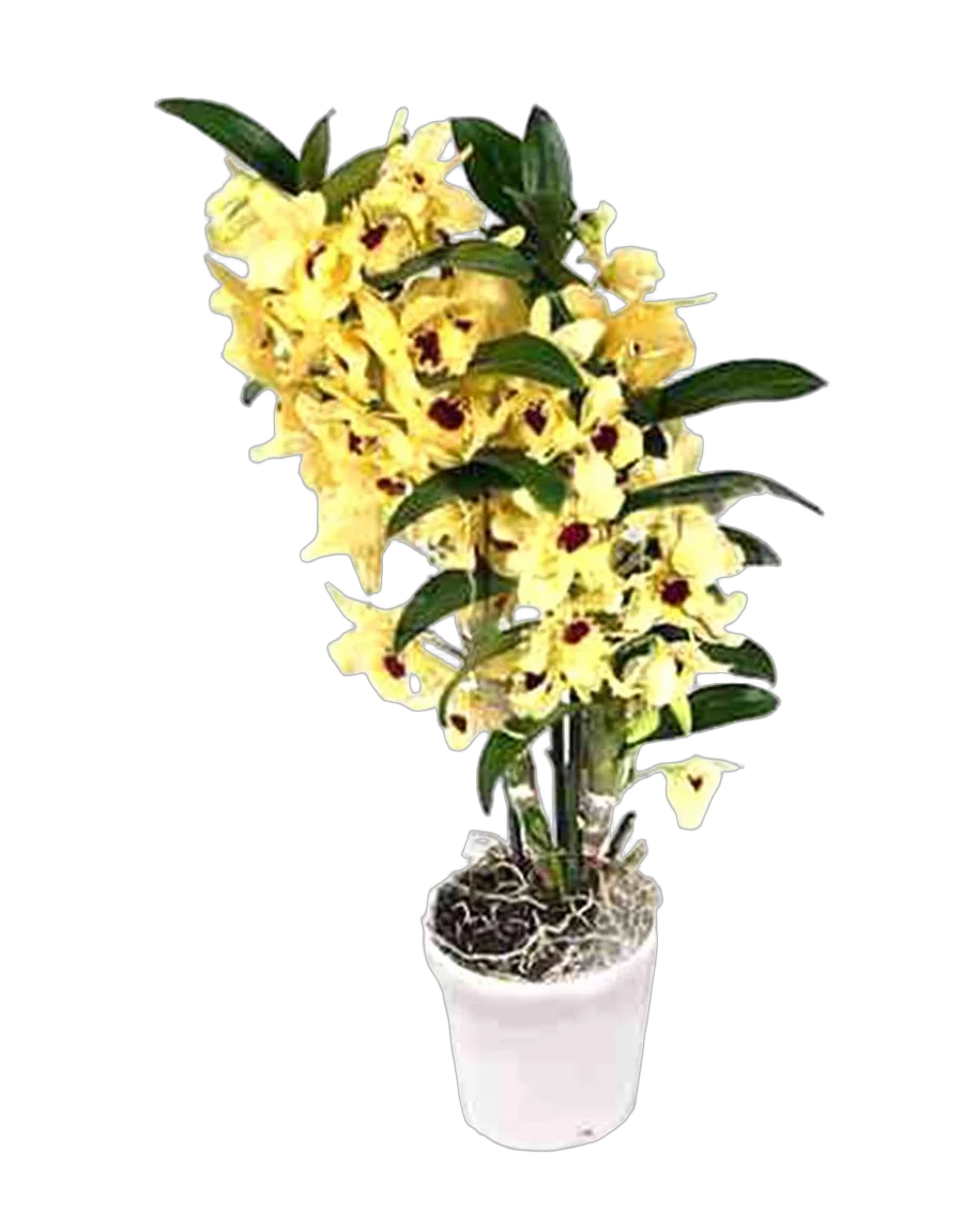 Дендробиум Нобиле желтый - Dendrobium nobile D14 H40