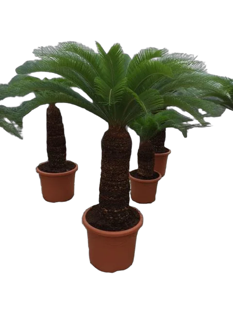 Пальма Цикас революта - Cycas revoluta D35 H135