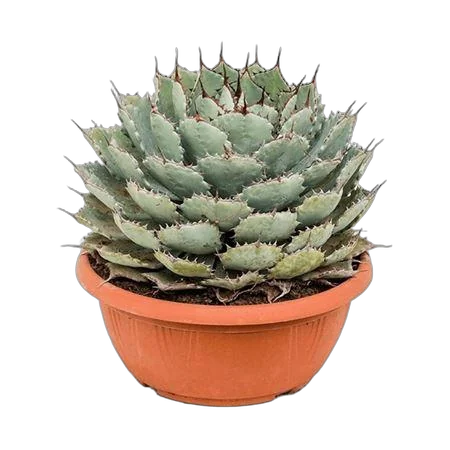 Агава потаторум - Agave Potatorum D29 H40