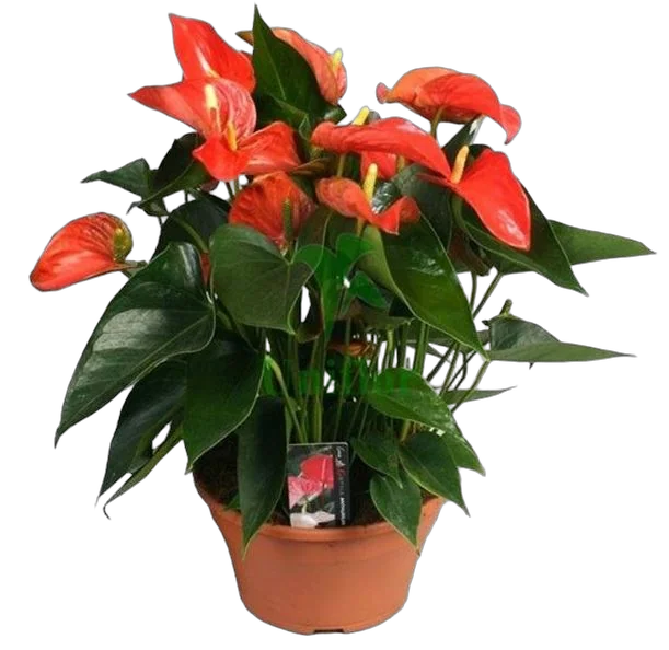 Антуриум Андреанум Матиз - Anthurium Matiz оранжевый D17 H60