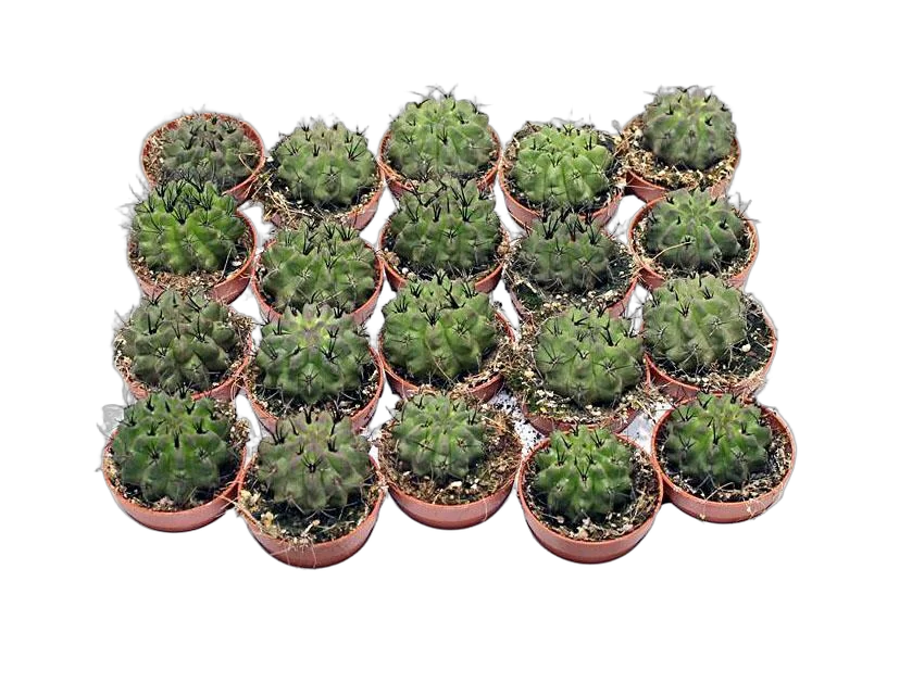 Неопортерия немногореберная - Neoporteria paucicostata D5 H10