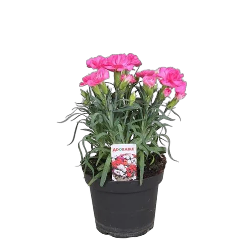 Гвоздика светло розовая - Dianthus D9 H15