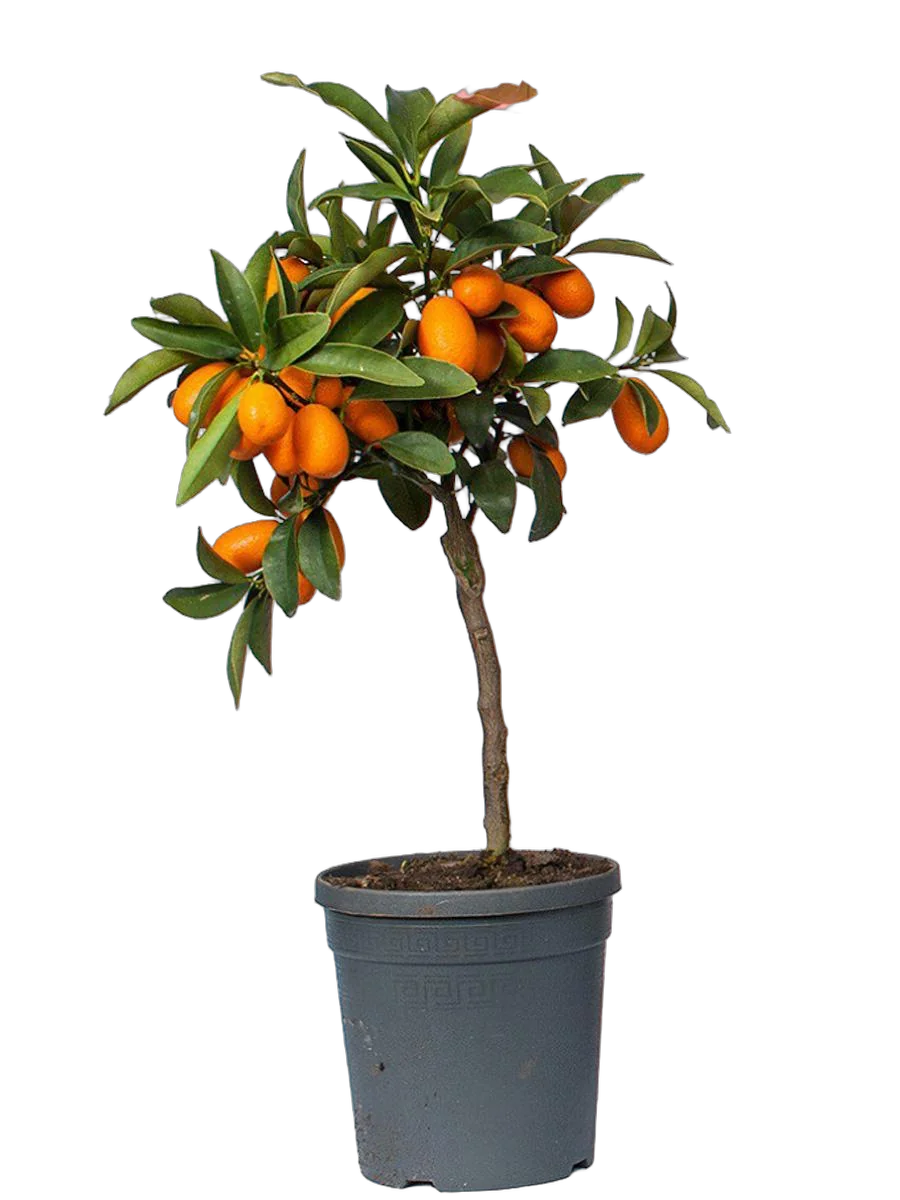 Кумкват - Kumquat D20 H60