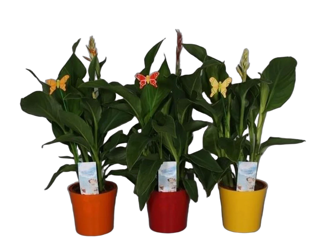 Канна - CannaтTropical Mix D10 H40