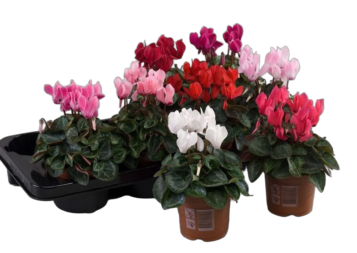 Цикламен Супер - Cyclamen Super S Mini Winter D10 H25