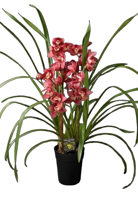 Цимбидиум Cocktail Pary - Cymbidium  D18 H90