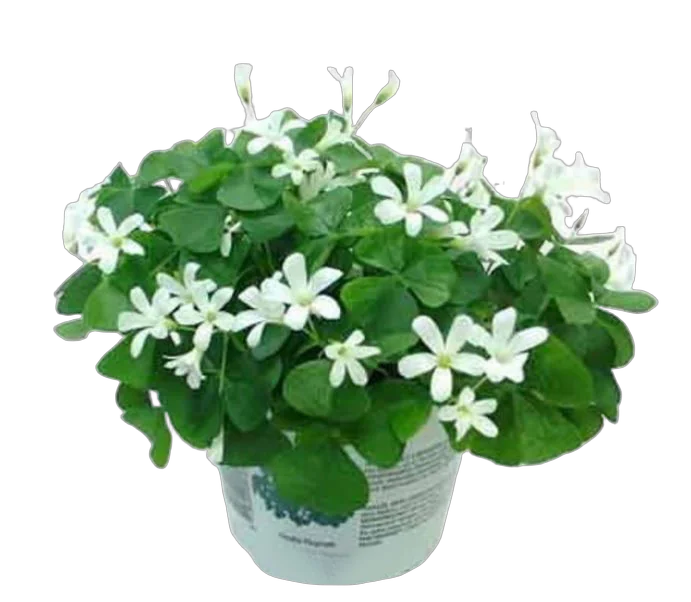 Оксалис (Кислица) белый - Oxalis Triangularis Subsp Papilionacea D12 H25