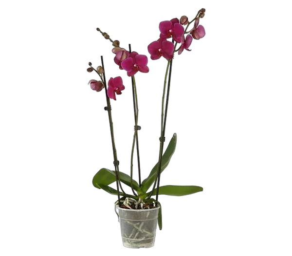Фаленопсис 3 цветоноса - Phalaenopsis Sogo Rose ‘Lee’ D12 H50