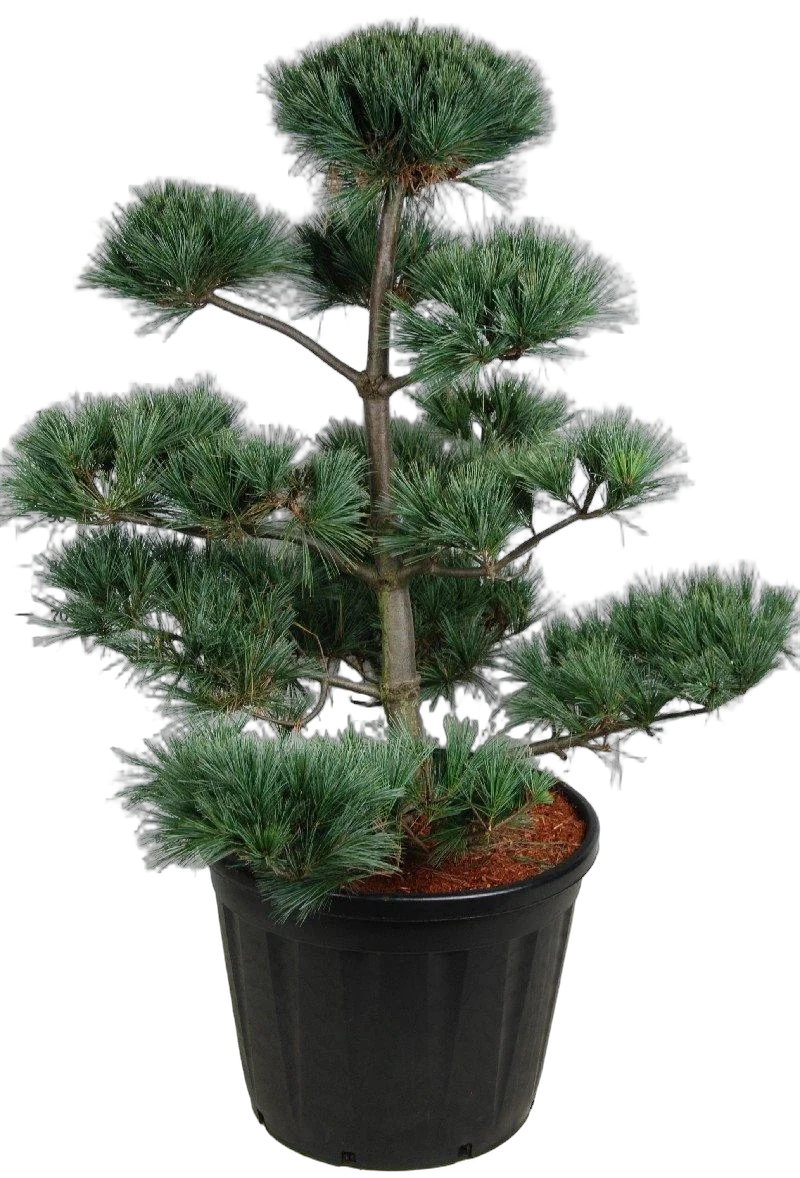 Бонсай Сосна - Bonsai Pinus strobus "secrest" D65 H200
