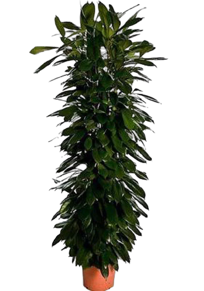 Фикус Циатистипула 3 ствола - Ficus cyathistipula D35 H190