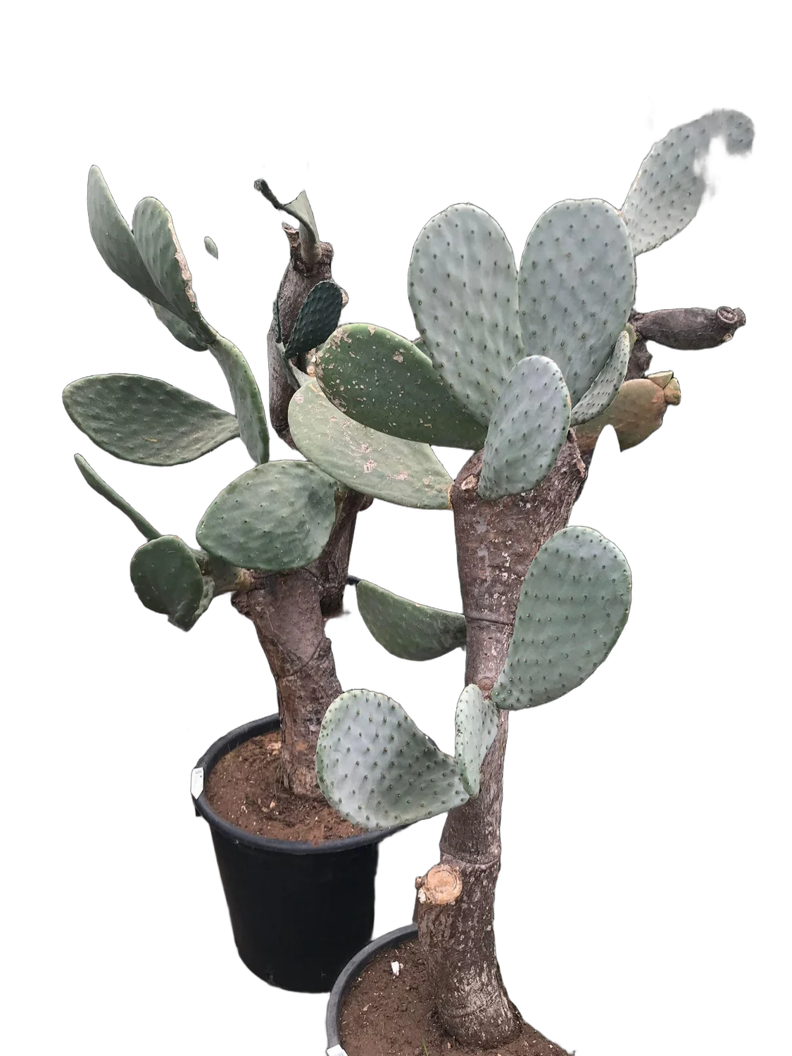 Опунция индийская - Opuntia ficus-indica D55 H200
