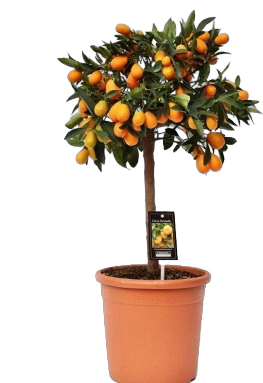 Кумкват - Kumquat D24 H75