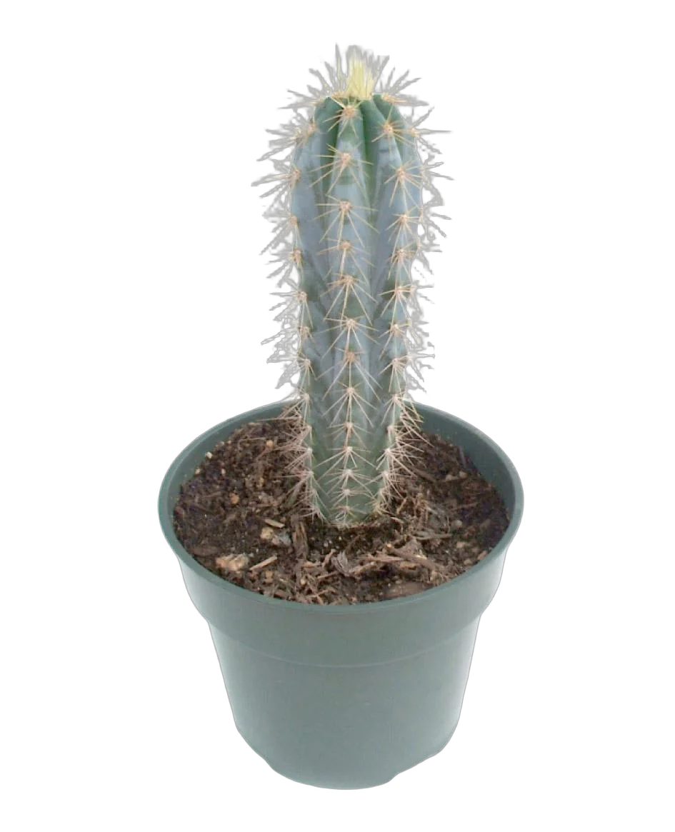 Цереус Лазурный, или азуреоцереус, голубой - Cereus azureus D15 H30
