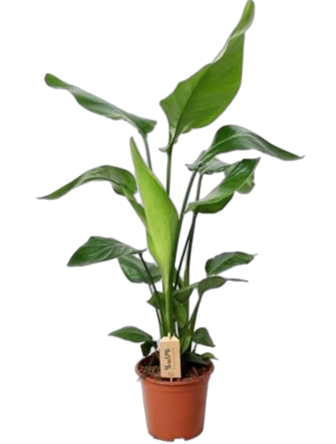 Стрелиция Николай - Strelitzia Nicolai D19 H80