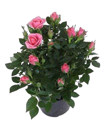 Роза желтая -  Isabel Hit D18 / 45