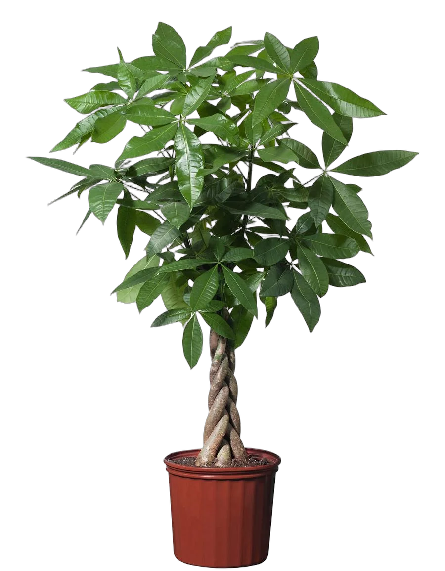 Пахира Акватика - Pachira D19 H100