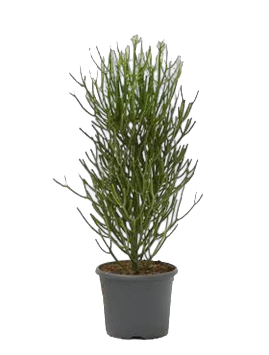 Молочай тирукалли - Euphorbia tirucalli D24 H90