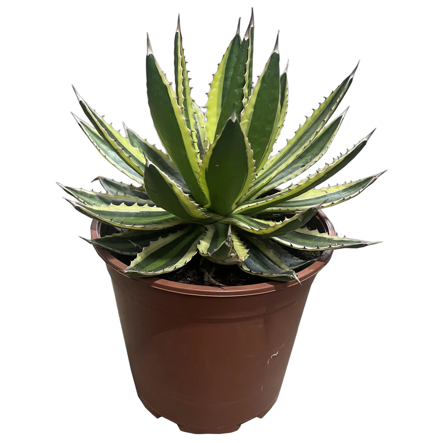 Агава Лопанта квадриколор - Agave LOPHANTHA var QUADRICOLOR D21 H40