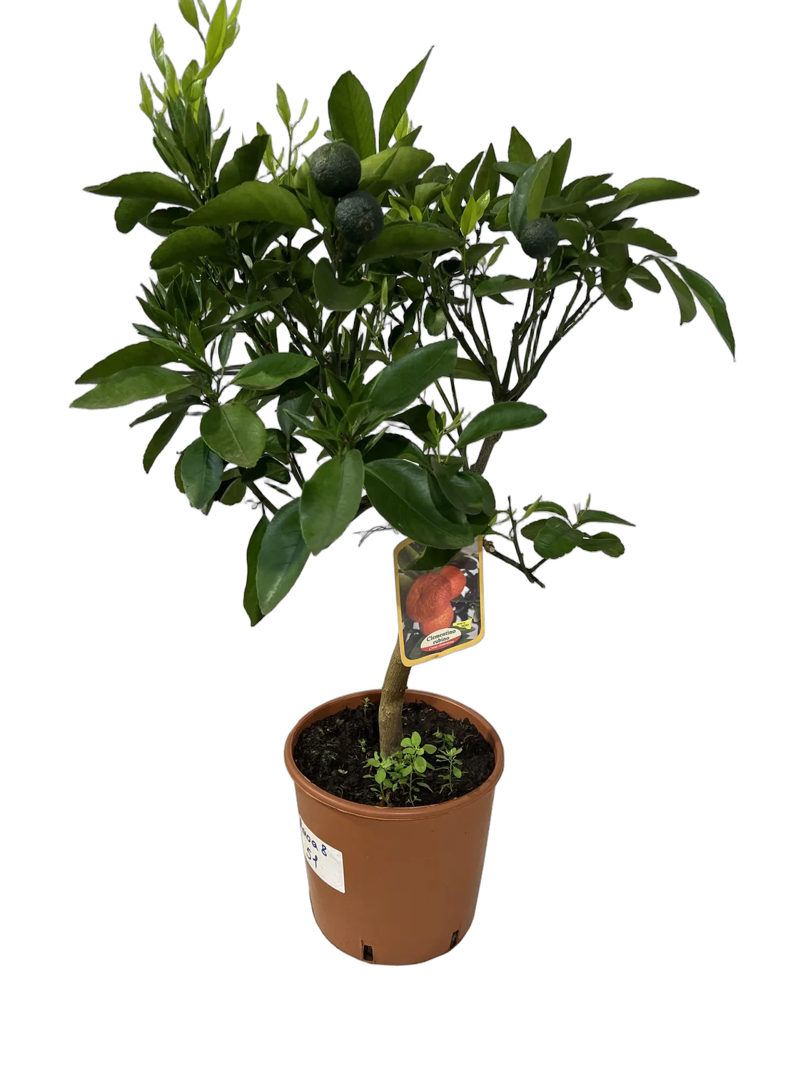 Клементин Амоа 8 - Citrus clementina amoa 8 D22 H75