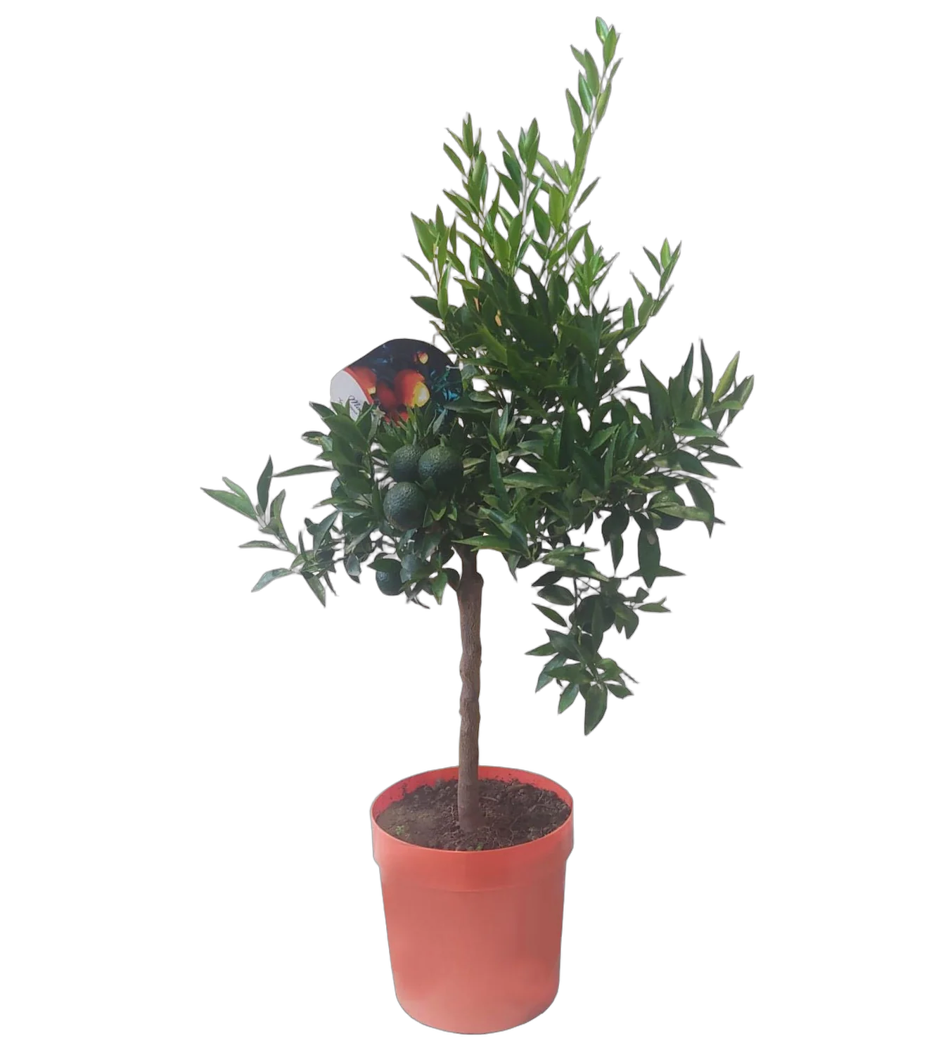 Мандарин Фортуна 75 см