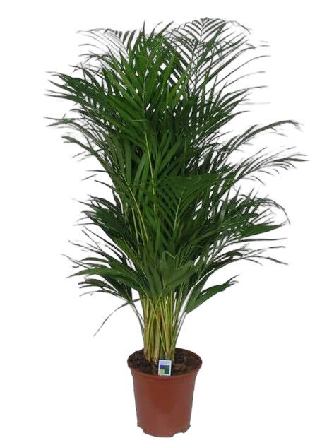 Пальма Арека D40 H220