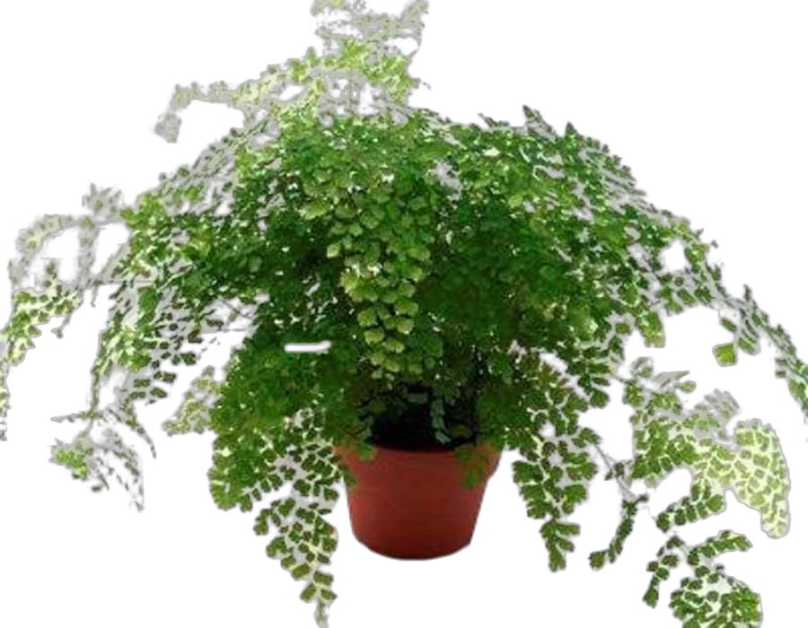Адиантум Фрагранс - Adiantum Fragrans D14 H25