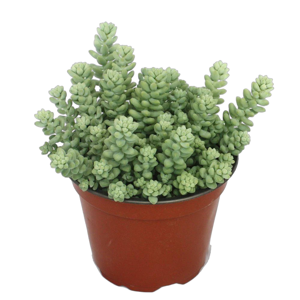 Очиток испанский видовой - Sedum D8 H12