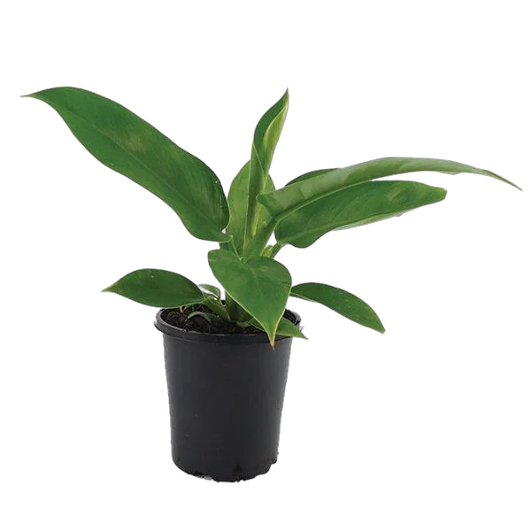 Филодендрон Грин Империал -Philodendron Imperial Green  D12 H25