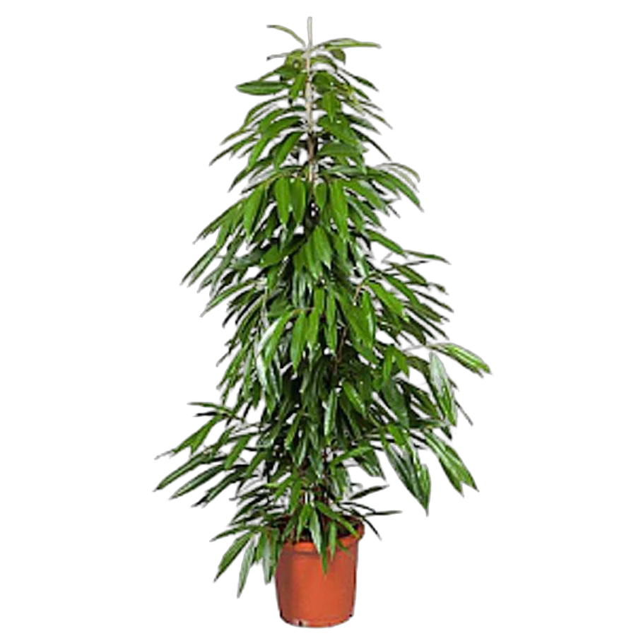 Фикус Биннедика Амстел Голд -  Ficus binnendiijkii Amstel Gold D28 H180