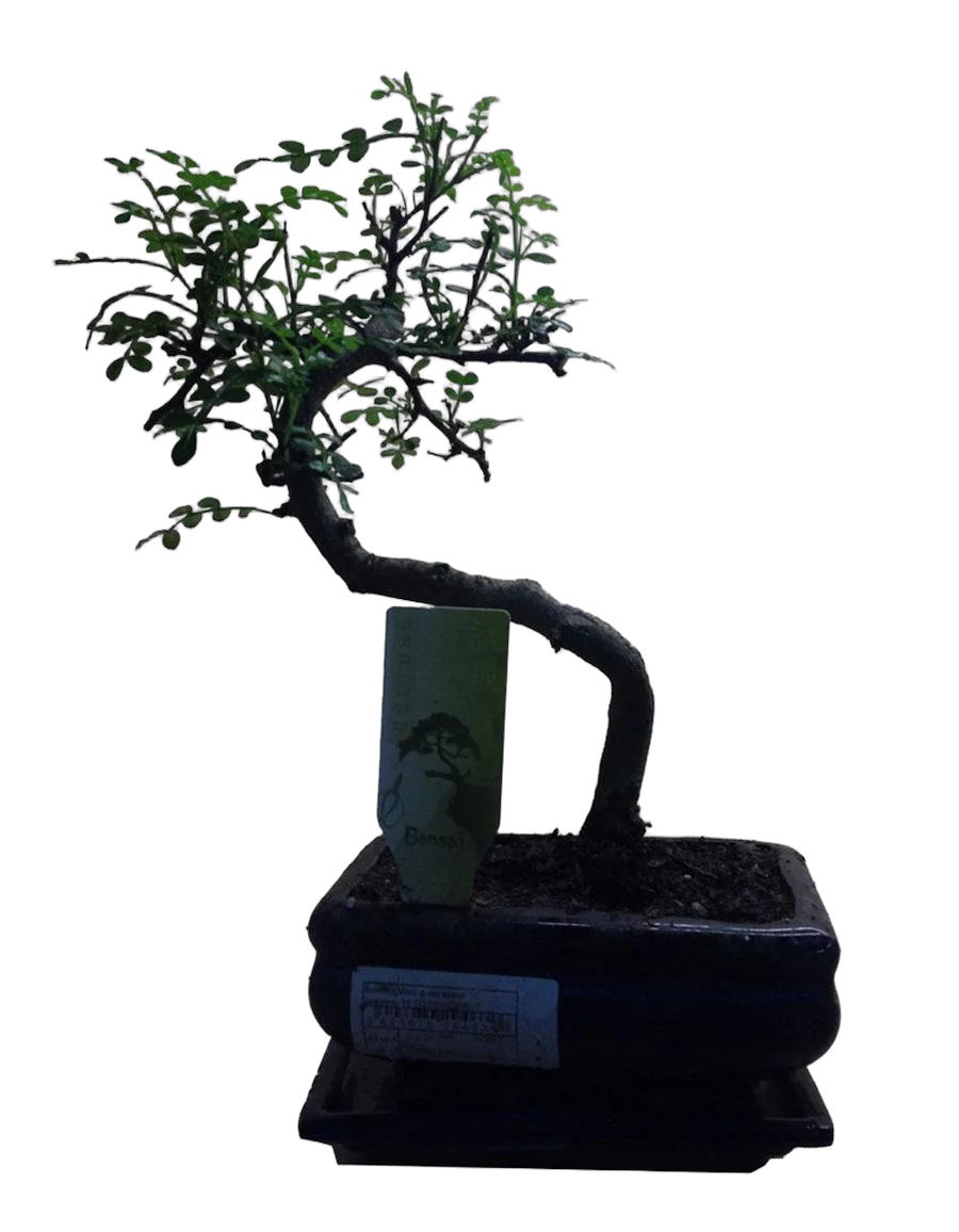 Бонсай Перечное дерево (Шинус)- Bonsai Schinus D25 H30