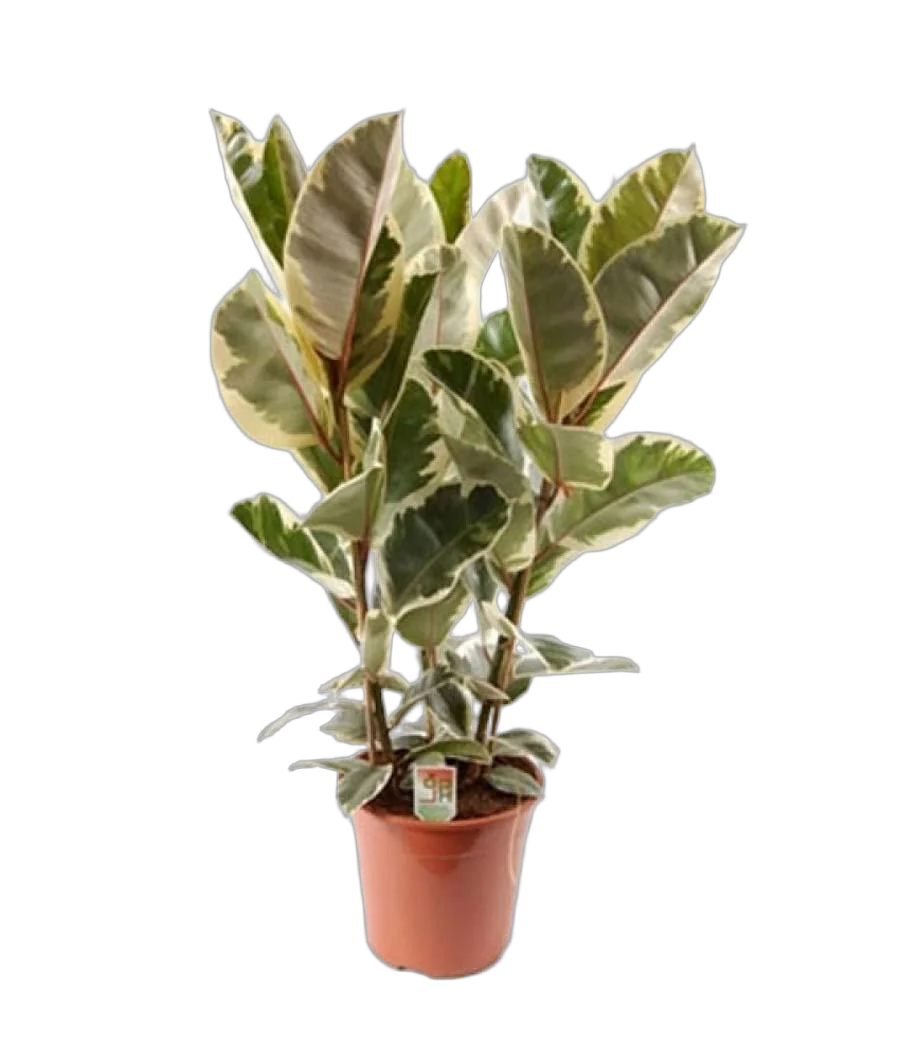 Фикус эластика или каучуконосный Тинеке - Ficus Tineke D17 H60