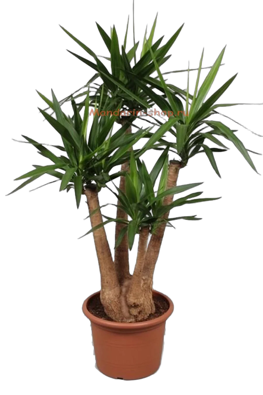 Пальма Юкка - Yucca elephantipes vertakt + armen D45 H170