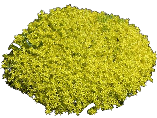 Очиток acre видовой - Sedum D8 H12