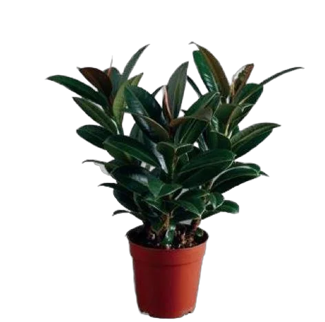 Фикус Эластика (каучуконосный) Мэлани - Ficus elastica Melany D21 H80