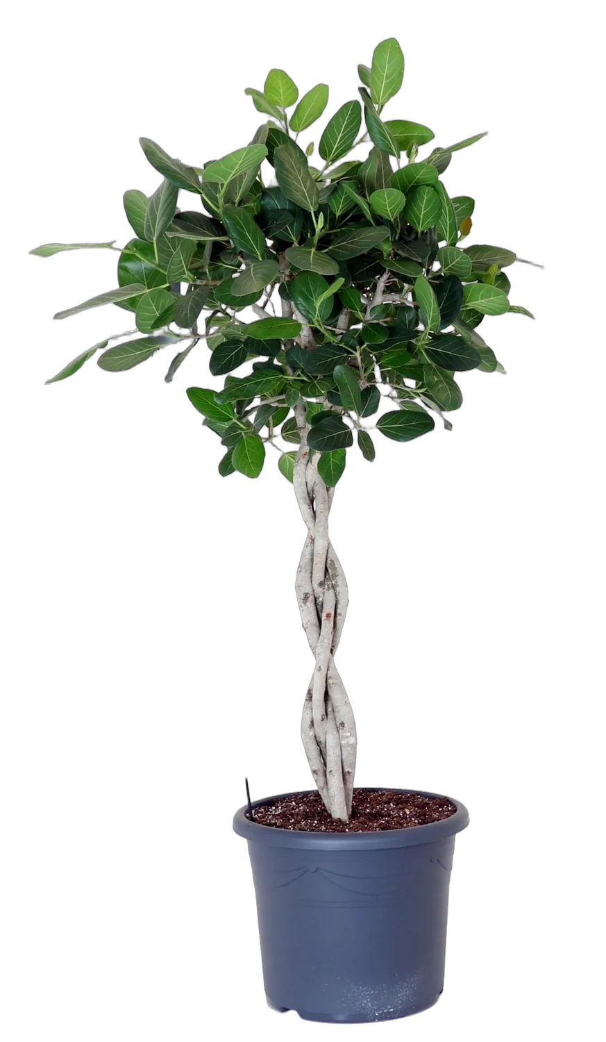 Фикус Бенгальский Андрей косичка - Ficus benghalensis Audrey D48 H190