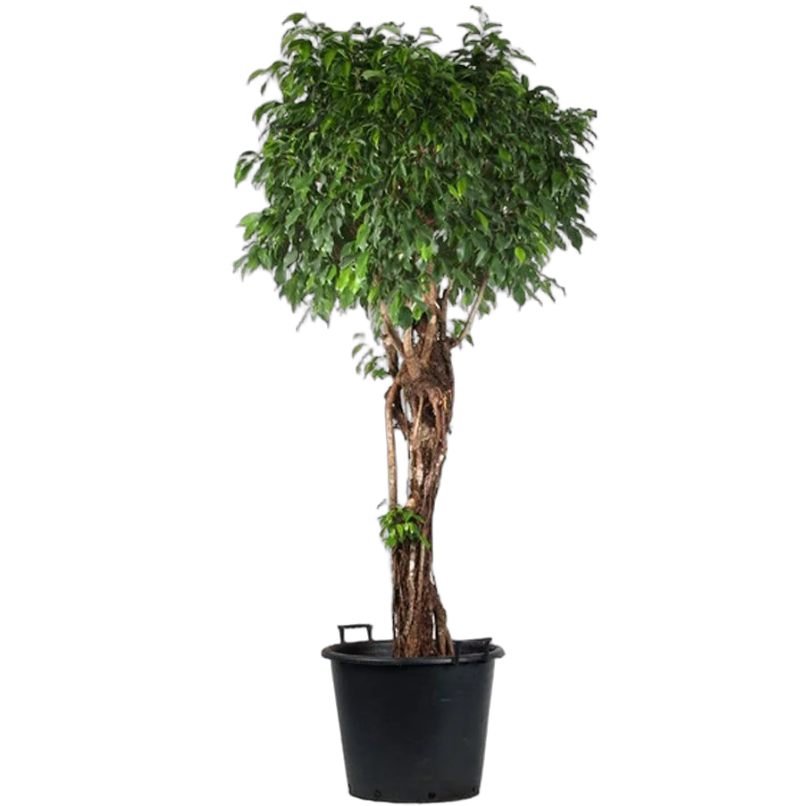 Фикус Бенжамина Колумнар - Ficus benjamina Columnar D40 H170