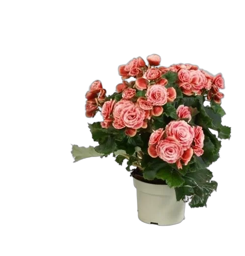 Бегония Бориас розовая - Begonia Elatior Doub Borias D12 H35