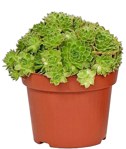 Молодило паутинистое "Red Papaver"