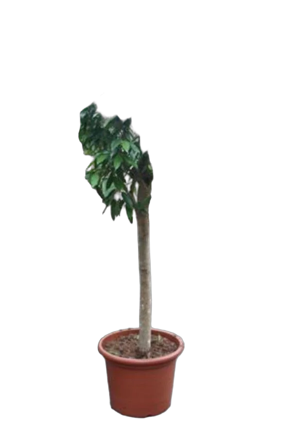 Фикус Амстел Кинг штамб - Ficus Bin Amstel King On Stem D50 H210