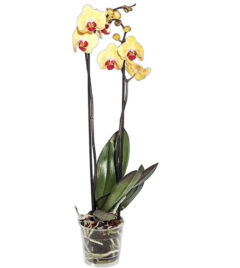 Фаленопсис Fuller Sunset 2 цветоноса - Phalaenopsis D12 H60