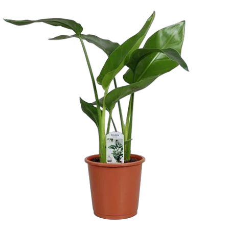 Стрелиция Николай - Strelitzia Nicolai D13 H50