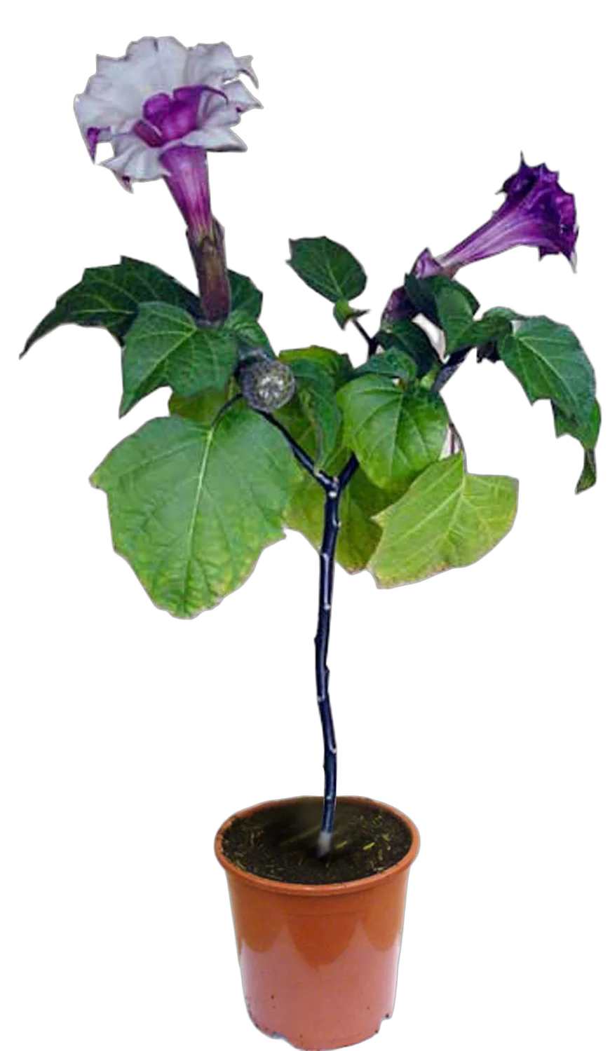 Брунгмансия