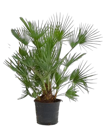 Пальма Хамеропс Хумилис - Chamaerops Humilis D40 H115