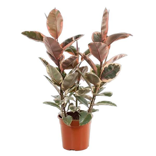 Фикус Эластика Белиз - Ficus Belize D27 H150
