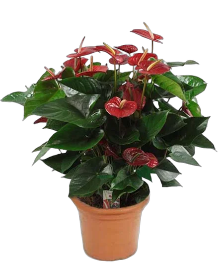 Антуриум Аркад - Anthurium Arcade розовый D12 H35