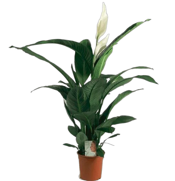 Спатифиллум Свит Пабло D17 H80