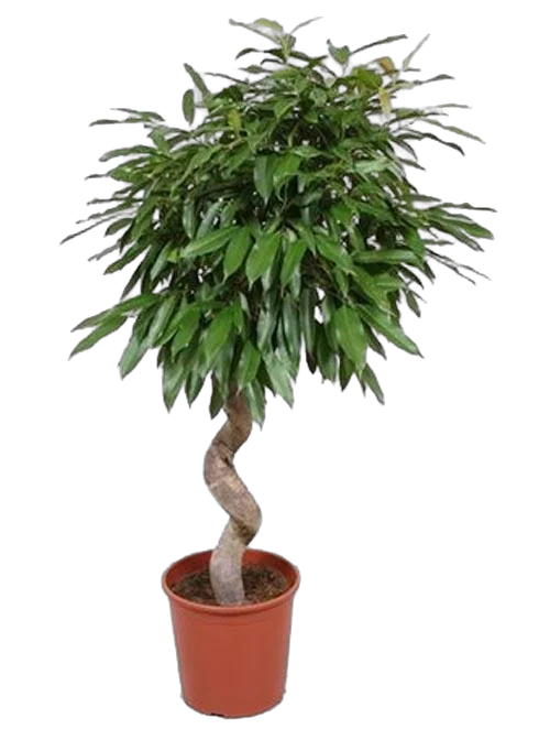 Фикус Биннедика Амстел Кинг спираль - Ficus Amstel King D35 H160