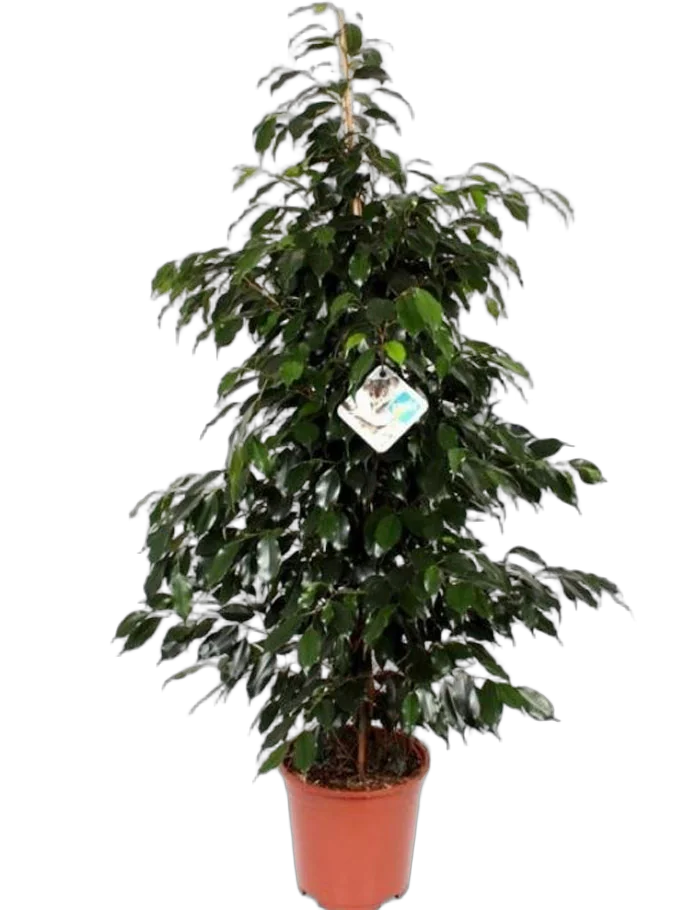 Фикус Бенджамина Даниэль - Ficus benjamina Danielle D24 H150