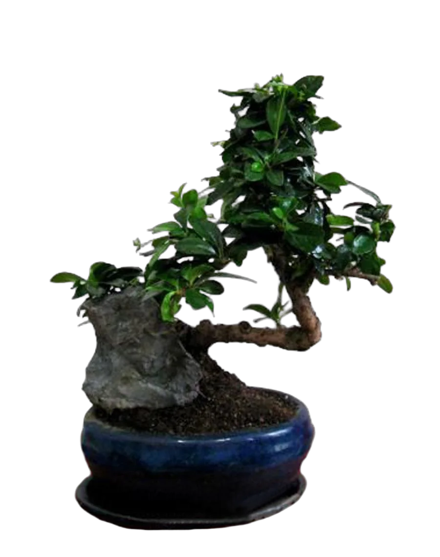 Бонсай Кармона с камнем D18 H25