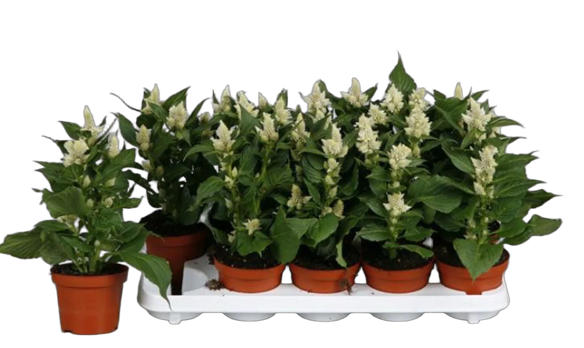 Целозия Мерида белая - Celosia Merida Maripa D12 H35